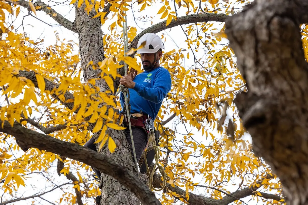 Skilled Tree Pruning crew working in Stockholm